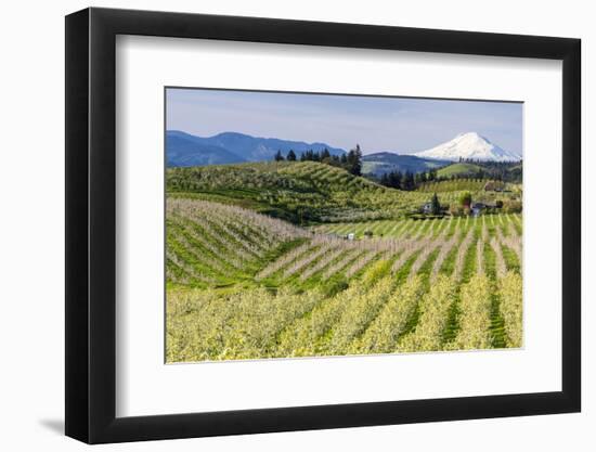 Pear Orchards Blooms with Mount Adams, Oregon, USA-Chuck Haney-Framed Photographic Print