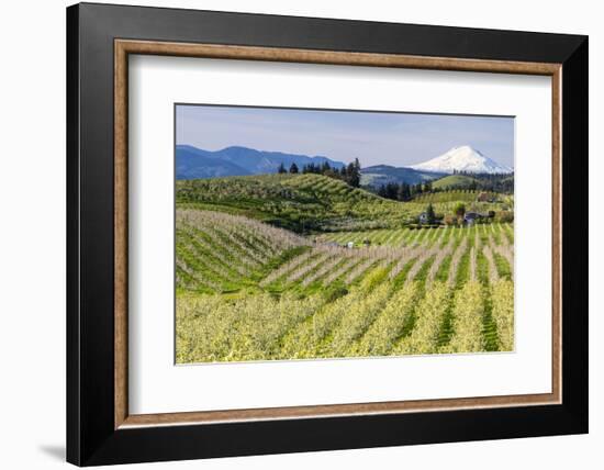 Pear Orchards Blooms with Mount Adams, Oregon, USA-Chuck Haney-Framed Photographic Print