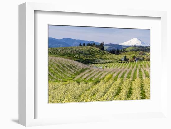 Pear Orchards Blooms with Mount Adams, Oregon, USA-Chuck Haney-Framed Photographic Print