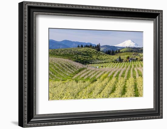 Pear Orchards Blooms with Mount Adams, Oregon, USA-Chuck Haney-Framed Photographic Print