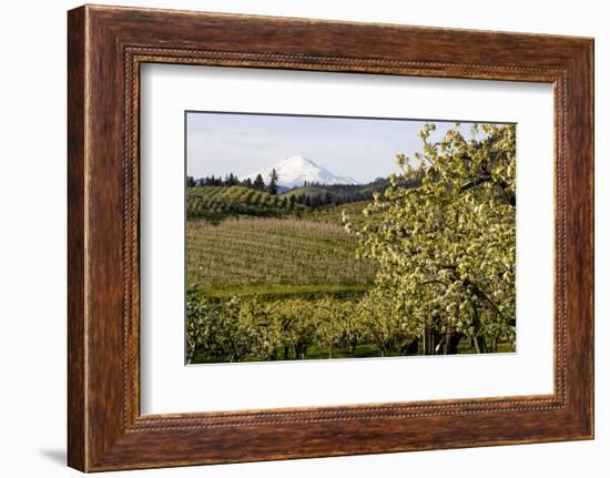 Pear Orchards Blooms with Mount Adams, Oregon, USA-Chuck Haney-Framed Photographic Print