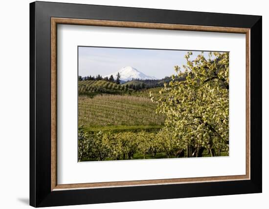 Pear Orchards Blooms with Mount Adams, Oregon, USA-Chuck Haney-Framed Photographic Print