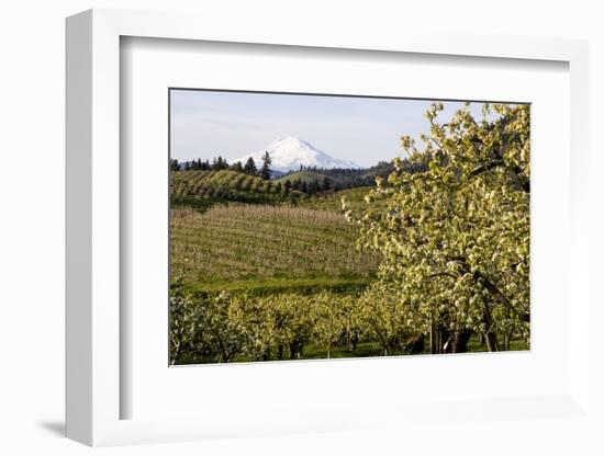 Pear Orchards Blooms with Mount Adams, Oregon, USA-Chuck Haney-Framed Photographic Print