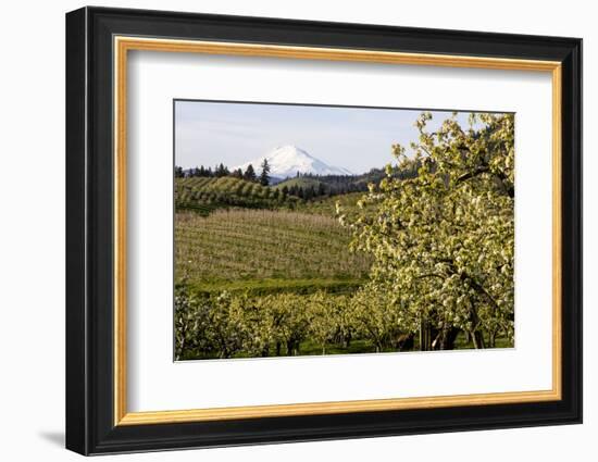 Pear Orchards Blooms with Mount Adams, Oregon, USA-Chuck Haney-Framed Photographic Print