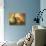 Pear Study I-Lanie Loreth-Premium Giclee Print displayed on a wall