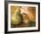 Pear Study I-Lanie Loreth-Framed Art Print