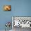 Pear Study II-Lanie Loreth-Premium Giclee Print displayed on a wall