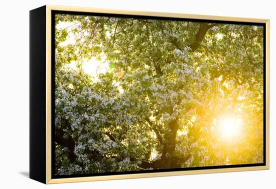 Pear Tree, Blossom, Detail-Ralf Gerard-Framed Premier Image Canvas