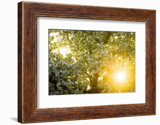 Pear Tree, Blossom, Detail-Ralf Gerard-Framed Photographic Print