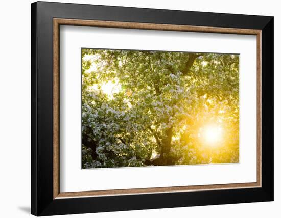 Pear Tree, Blossom, Detail-Ralf Gerard-Framed Photographic Print