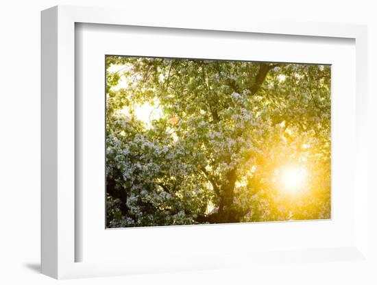 Pear Tree, Blossom, Detail-Ralf Gerard-Framed Photographic Print