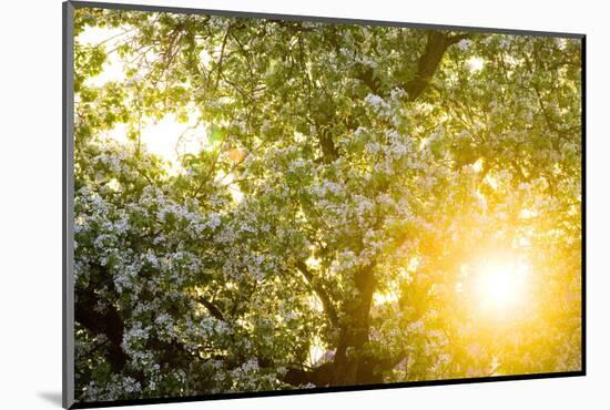 Pear Tree, Blossom, Detail-Ralf Gerard-Mounted Photographic Print