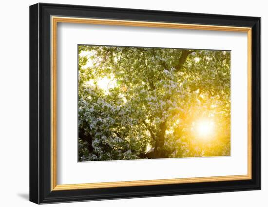 Pear Tree, Blossom, Detail-Ralf Gerard-Framed Photographic Print