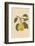 Pear-Gigi Rosado-Framed Photographic Print