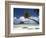 Pearl Beach Resort, Bora-Bora, Leeward Group, Society Islands, French Polynesia-Sergio Pitamitz-Framed Photographic Print