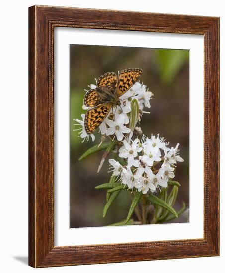 Pearl-bordered fritillary feeding from Wild Rosemary, Finland, June-Jussi Murtosaari-Framed Photographic Print