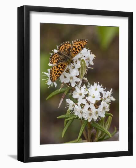 Pearl-bordered fritillary feeding from Wild Rosemary, Finland, June-Jussi Murtosaari-Framed Photographic Print