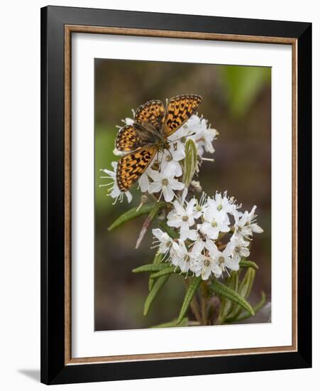 Pearl-bordered fritillary feeding from Wild Rosemary, Finland, June-Jussi Murtosaari-Framed Photographic Print