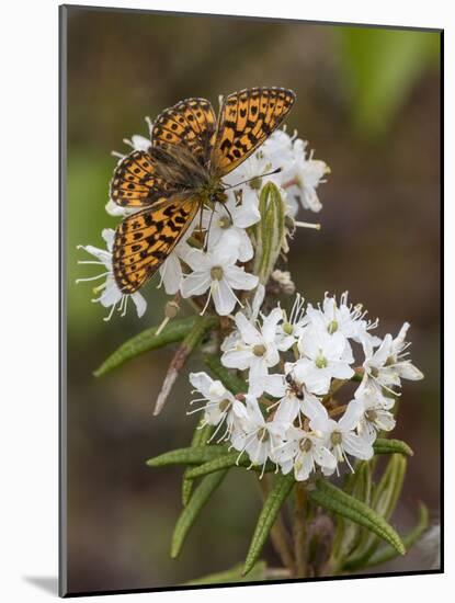 Pearl-bordered fritillary feeding from Wild Rosemary, Finland, June-Jussi Murtosaari-Mounted Photographic Print