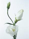 Close-Up of Eustoma Russellanium, Kyoto Pure White, Flower and Buds on a White Background-Pearl Bucknall-Photographic Print