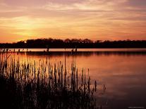 Reedmace Silhouetted in Foreground at Sunset, Frensham Great Pond, Near Farnham, Surrey, England-Pearl Bucknall-Premier Image Canvas