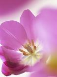 Close-Up of Eustoma Russellanium, Kyoto Pure White, Flower and Buds on a White Background-Pearl Bucknall-Photographic Print