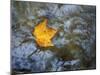 Pearl Cascade on the Avalon Trail, Northern Hardwood Forest, New Hampshire, USA-Jerry & Marcy Monkman-Mounted Photographic Print