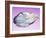 Pearl In a Shell-Lawrence Lawry-Framed Photographic Print