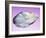 Pearl In a Shell-Lawrence Lawry-Framed Photographic Print