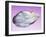 Pearl In a Shell-Lawrence Lawry-Framed Photographic Print