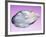 Pearl In a Shell-Lawrence Lawry-Framed Photographic Print