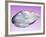 Pearl In a Shell-Lawrence Lawry-Framed Photographic Print