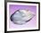 Pearl In a Shell-Lawrence Lawry-Framed Photographic Print