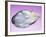 Pearl In a Shell-Lawrence Lawry-Framed Photographic Print