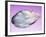 Pearl In a Shell-Lawrence Lawry-Framed Photographic Print