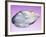 Pearl In a Shell-Lawrence Lawry-Framed Photographic Print