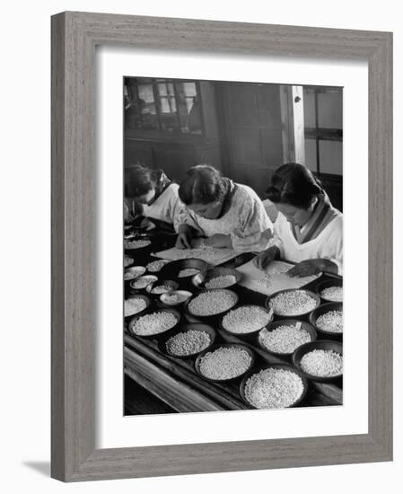 Pearl Sorters at Work Categorizing According to Size at Factory-Alfred Eisenstaedt-Framed Photographic Print