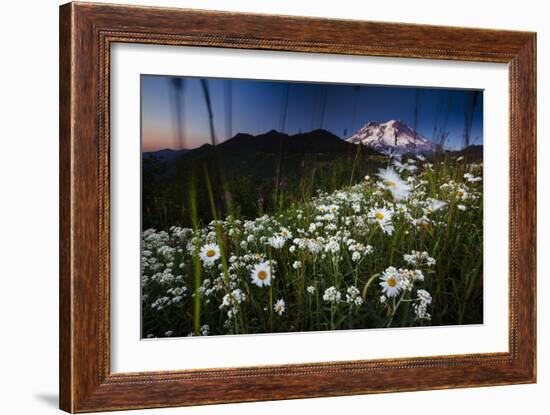 Pearly Everlasting And Cutleaf Daisy With Mount Rainer In The Distance At Sunset-Jay Goodrich-Framed Photographic Print