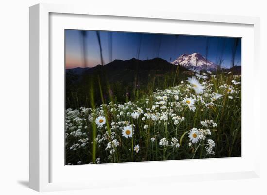 Pearly Everlasting And Cutleaf Daisy With Mount Rainer In The Distance At Sunset-Jay Goodrich-Framed Photographic Print