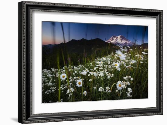 Pearly Everlasting And Cutleaf Daisy With Mount Rainer In The Distance At Sunset-Jay Goodrich-Framed Photographic Print