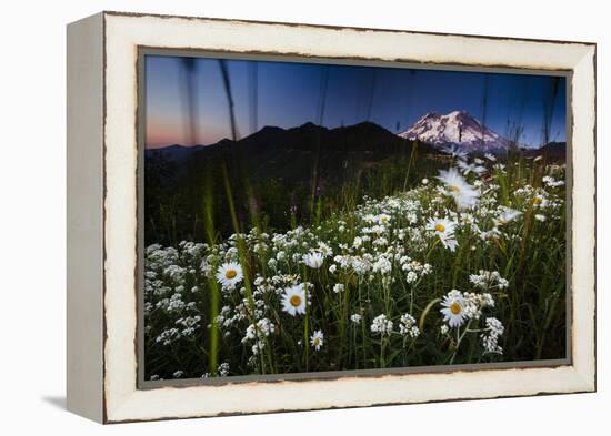 Pearly Everlasting And Cutleaf Daisy With Mount Rainer In The Distance At Sunset-Jay Goodrich-Framed Premier Image Canvas