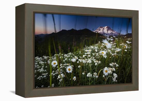 Pearly Everlasting And Cutleaf Daisy With Mount Rainer In The Distance At Sunset-Jay Goodrich-Framed Premier Image Canvas