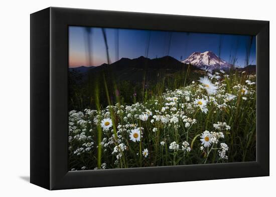 Pearly Everlasting And Cutleaf Daisy With Mount Rainer In The Distance At Sunset-Jay Goodrich-Framed Premier Image Canvas