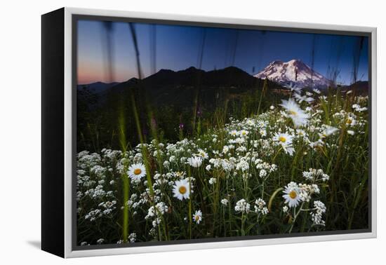 Pearly Everlasting And Cutleaf Daisy With Mount Rainer In The Distance At Sunset-Jay Goodrich-Framed Premier Image Canvas