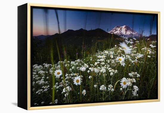 Pearly Everlasting And Cutleaf Daisy With Mount Rainer In The Distance At Sunset-Jay Goodrich-Framed Premier Image Canvas