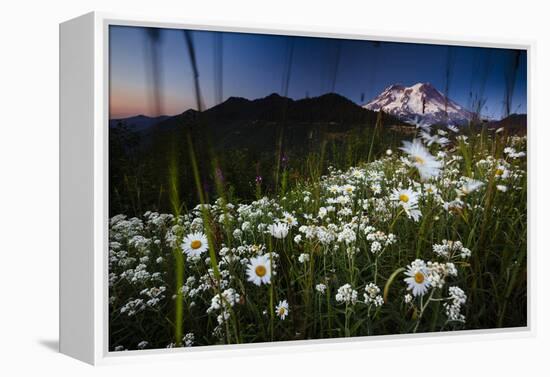 Pearly Everlasting And Cutleaf Daisy With Mount Rainer In The Distance At Sunset-Jay Goodrich-Framed Premier Image Canvas