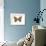 Pearly-Eye Butterfly (Lethe Portlandia), Insects-Encyclopaedia Britannica-Framed Art Print displayed on a wall