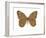 Pearly-Eye Butterfly (Lethe Portlandia), Insects-Encyclopaedia Britannica-Framed Art Print