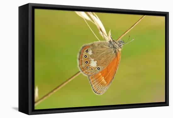 Pearly Heath Butterfly, Blade of Grass-Harald Kroiss-Framed Premier Image Canvas