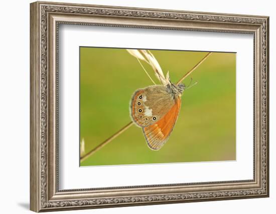 Pearly Heath Butterfly, Blade of Grass-Harald Kroiss-Framed Photographic Print